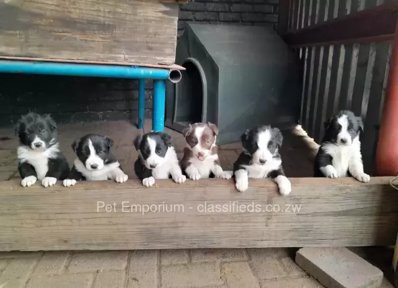 Border Collie Pups