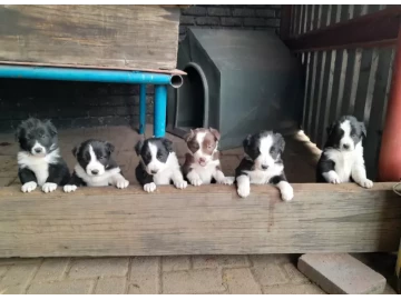 Border Collie Pups