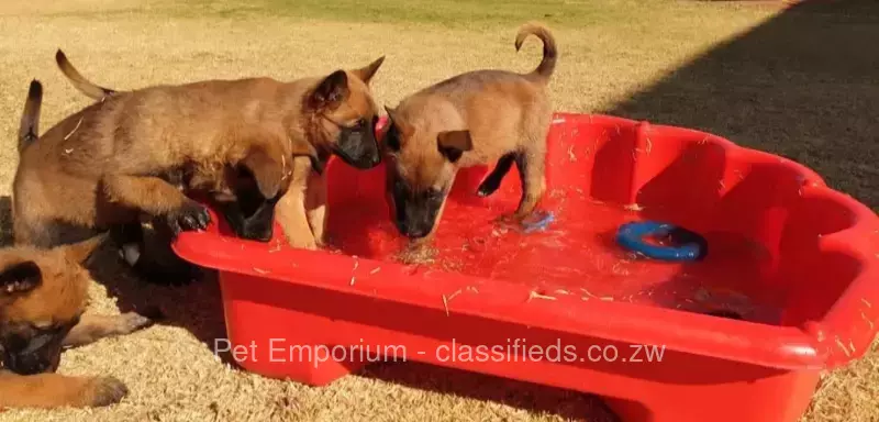 Belgian Malinois Pups