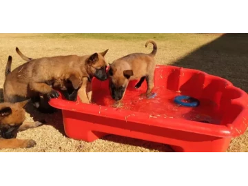 Belgian Malinois Pups