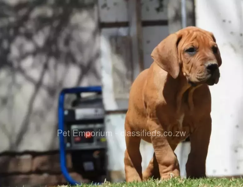 Boerboel Pups