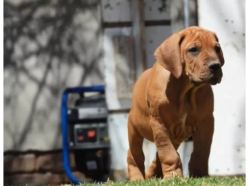 Boerboel Pups