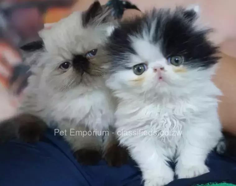 Persian Kittens