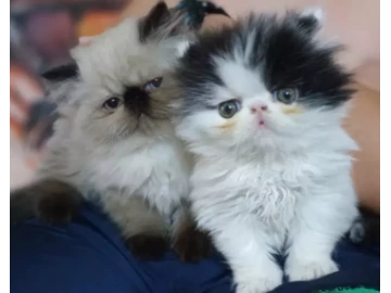 Persian Kittens