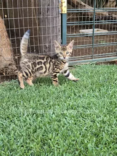 Bengal Kittens