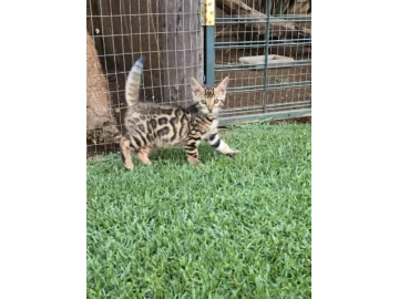 Bengal Kittens