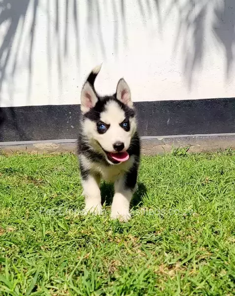 Husky Pups