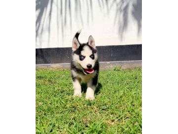 Husky Pups