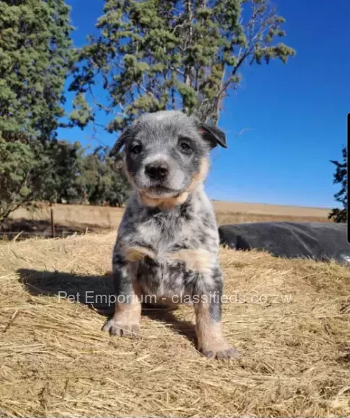 Blue Heeler Pups