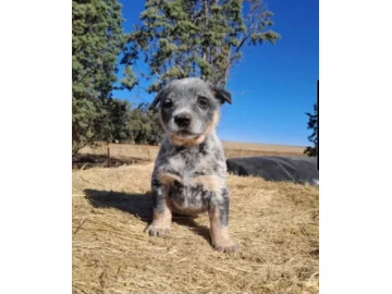 Blue Heeler Pups