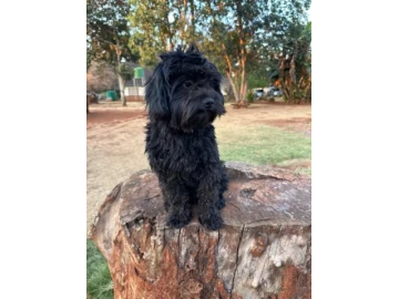 Beautiful havaniese male dog for sale