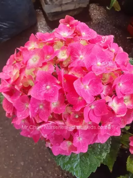 Large hydrangeas