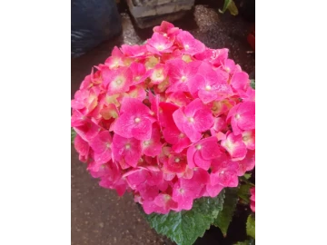 Large hydrangeas