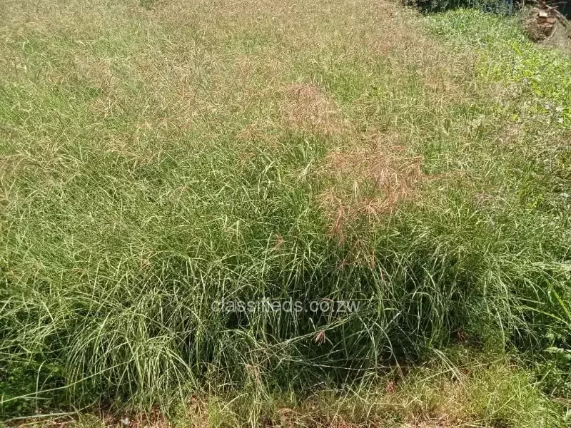 Katambora Rhodes grass for sale