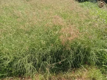 Katambora Rhodes grass for sale