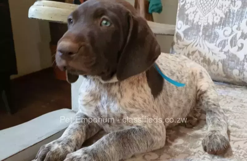 German Shorthaired Pointer Pups