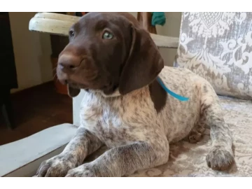 German Shorthaired Pointer Pups