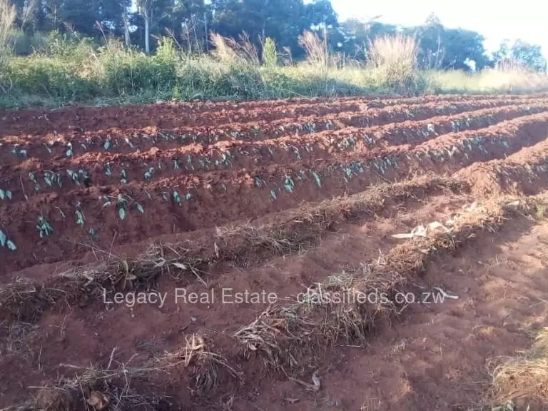 Chipinge - Farm & Agricultural Land