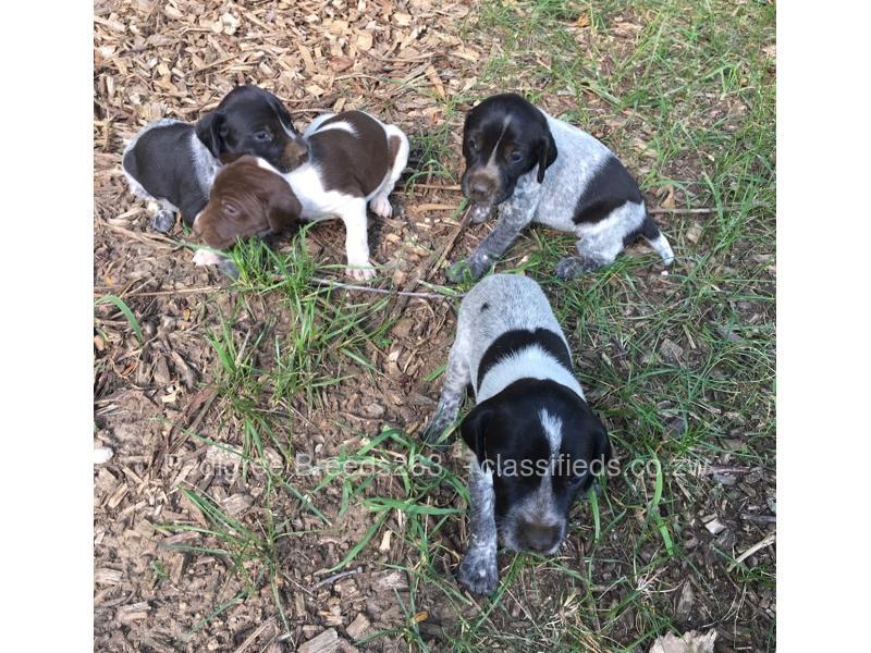 German Shorthair Pointer Www Classifieds Co Zw